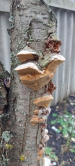Phellinus pomaceus