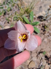 Zephyranthes tubispatha