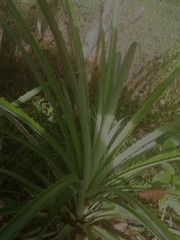 Bromelia karatas