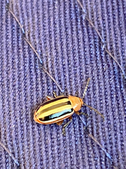 Disonycha leptolineata