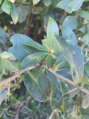 Archidasyphyllum diacanthoides