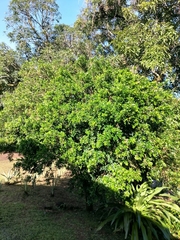 Anacardium occidentale