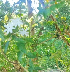 Jasminum multipartitum