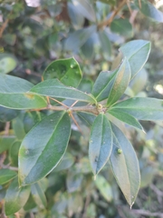 Archidasyphyllum diacanthoides