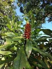 Costus comosus