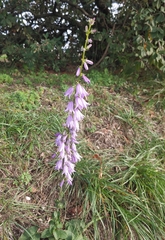 Campanula