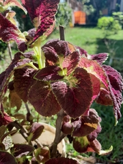 Coleus scutellarioides