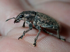 Entiminae