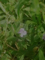 Ruellia blechum