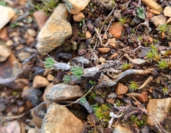 Petrosedum amplexicaule