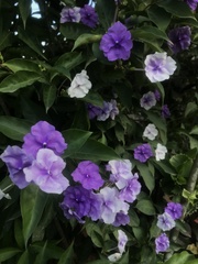 Brunfelsia
