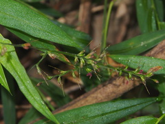 Oplismenus compositus