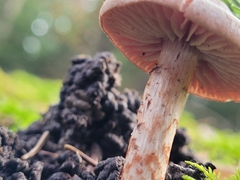 Cortinarius spilomeus