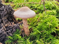 Cortinarius spilomeus