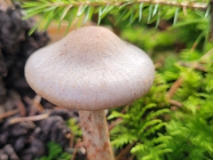 Cortinarius spilomeus