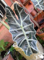 Alocasia amazonica