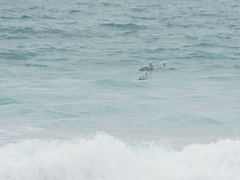 Pelecanus occidentalis