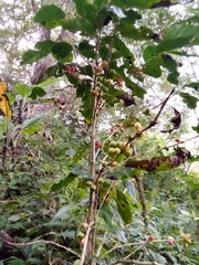Coffea arabica