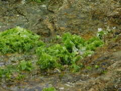 Ulvaceae