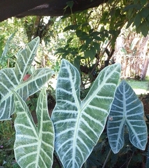 Alocasia amazonica