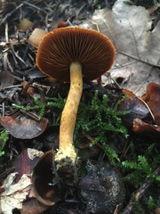 Dermocybe