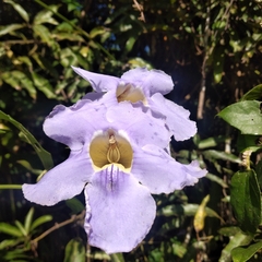 Thunbergia grandiflora