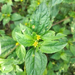 Synedrella nodiflora