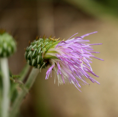 Cirsium flodmanii