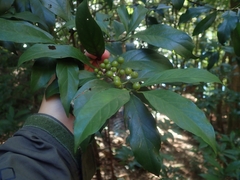 Aidia cochinchinensis