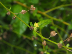 Sida cordata