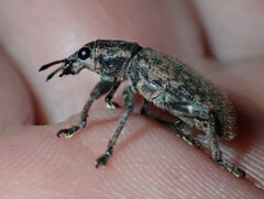 Entiminae
