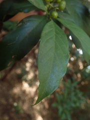 Aidia cochinchinensis