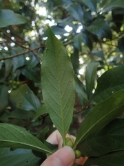 Aidia cochinchinensis