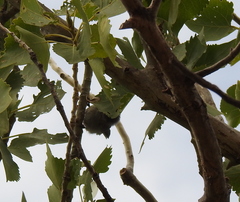 Psaltriparus minimus