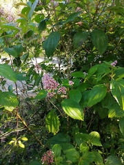 Miconia subcrustulata