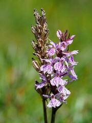 Dactylorhiza fuchsii