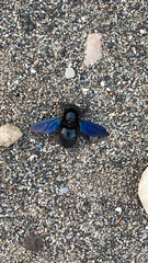 Xylocopa violacea