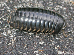 Zephroniidae