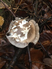 Amanita umbrinolutea