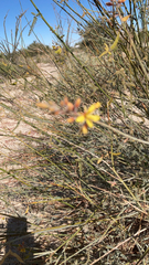 Hoffmannseggia microphylla