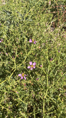 Fagonia laevis