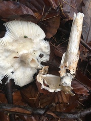Amanita umbrinolutea