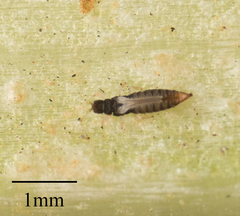 Heliothrips haemorrhoidalis