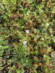Spergula