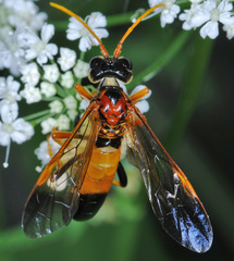 Tenthredo campestris