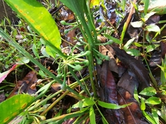 Cyclanthus bipartitus