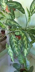 Aglaonema commutatum