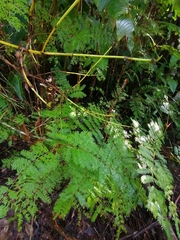 Jacaranda mimosifolia