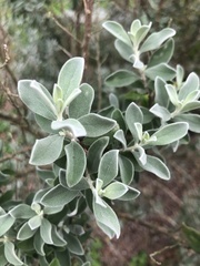 Leucophyllum
