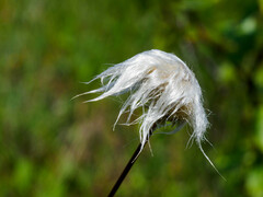 Eriophorum vaginatum